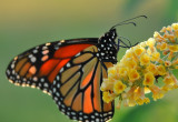MONARCH BUTTERFLY