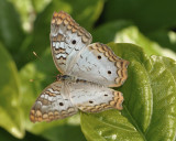 WHITE PEACOCK