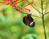 DORIS LONGWING