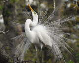 GREAT EGRET