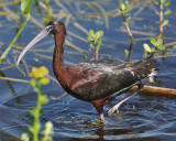 GLOSSY IBIS