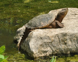 COMMON SNAPPING TURTLE