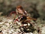 ROBBER FLY