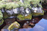 Rock, Moss and Water IX