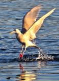 Gull II (eye contact)