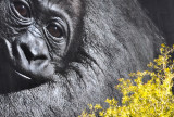 Resident of Placa del Catalunya