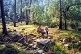 Forest, McLeod Ganj