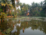 Lilly pond