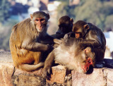 Monkeys, Jhansi