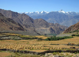 Barley fields, Phyang