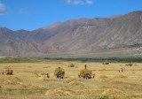 Barley harvest