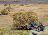 Bringing in the barley