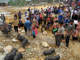 Pig market