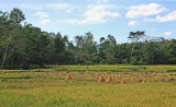 Rice fields