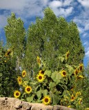 Sunflowers