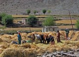 Threshing barley