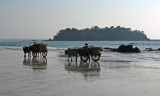 Bullock carts