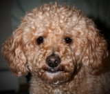 Dogs 12Dec10-000 cop 1024.jpg