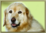 Lucy 1.jpg
