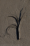 068-Kelp Art.jpg