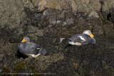 070-Flightless Steamer Duck Pair.jpg
