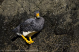 071-Flightless Steamer Duck.jpg