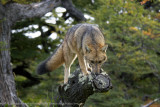 085-Red Fox.jpg