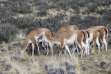 124-Grazing Guancos.jpg