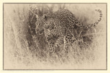 002-Leopard Stalking