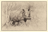 009-White Rhino
