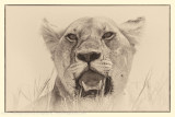 025-Lion from Below