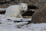 006-Arctic Fox with Dinner.jpg
