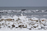 032-Snowy Owl.jpg