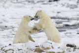 033-Polar Bears Sparring.jpg