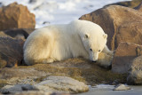 015-Polar Bear Pose.jpg
