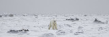 021-Polar Bear on the Ice.jpg
