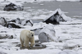 039-Polar Bear in the Landscape.jpg