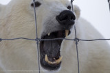 045-Purple Tongue.jpg