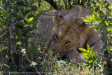 002-Lion at Rest.jpg
