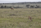 008-Cheetah Hunting.jpg