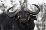 011-Are you Listening?.jpg