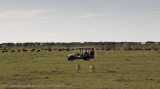 029-Lions on the Plains.jpg