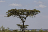 037-Baboons in the Tree.jpg