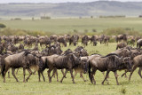 058-Wildebeest.jpg