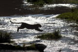 069-Leopard Leaping.jpg