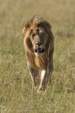 071-Lion Flies.jpg