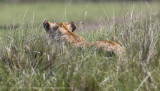 072-Lion Hunting.jpg