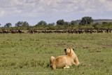074-Lion Hunting.jpg