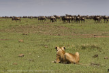 075-Lion Hunting.jpg