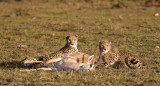 086-Always on the Lookout.jpg